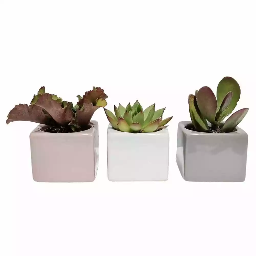 Coupon ✨ Costa Farms 2 in. Mini Succulents Plants in Mini Cube Ceramic (3-Pack) ❤️ 3 Coupon ✨ Costa Farms 2 in. Mini Succulents Plants in Mini Cube Ceramic (3-Pack) ❤️