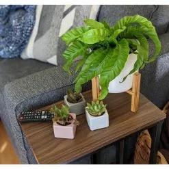 Coupon ✨ Costa Farms 2 in. Mini Succulents Plants in Mini Cube Ceramic (3-Pack) ❤️ 10 Coupon ✨ Costa Farms 2 in. Mini Succulents Plants in Mini Cube Ceramic (3-Pack) ❤️ -Pavestone || Costa Farms Shop costa farms indoor plants co 2suc 13 cube c3 1000