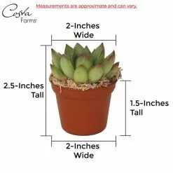 Coupon ✨ Costa Farms 2 in. Mini Succulents Plants in Mini Cube Ceramic (3-Pack) ❤️ 14 Coupon ✨ Costa Farms 2 in. Mini Succulents Plants in Mini Cube Ceramic (3-Pack) ❤️ -Pavestone || Costa Farms Shop costa farms indoor plants co 2suc 13 cube fa 1000