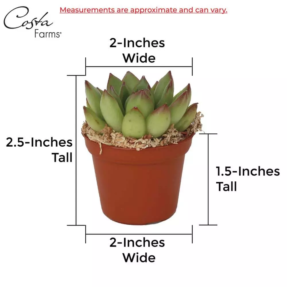 Coupon ✨ Costa Farms 2 in. Mini Succulents Plants in Mini Cube Ceramic (3-Pack) ❤️ 8 Coupon ✨ Costa Farms 2 in. Mini Succulents Plants in Mini Cube Ceramic (3-Pack) ❤️ - Image 6