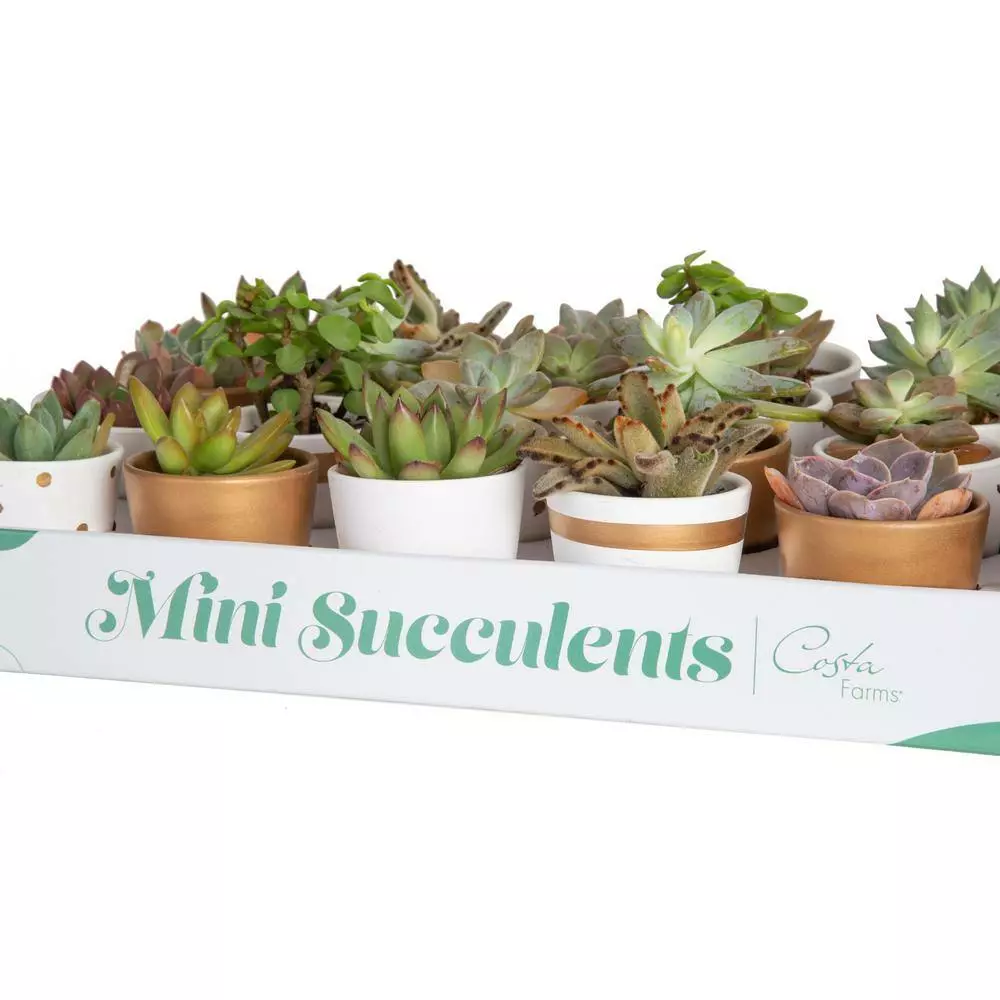 Best reviews of 💯 Costa Farms 2 in. Mini Succulents Plants in Ceramic and Tray (24-Pack) 🤩 8 Best reviews of 💯 Costa Farms 2 in. Mini Succulents Plants in Ceramic and Tray (24-Pack) 🤩 - Image 6