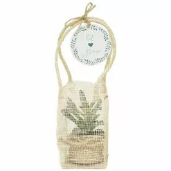 Best reviews of 💯 Costa Farms 2 in. Mini Succulents Plants in Ceramic and Tray (24-Pack) 🤩 21 Best reviews of 💯 Costa Farms 2 in. Mini Succulents Plants in Ceramic and Tray (24-Pack) 🤩 -Pavestone || Costa Farms Shop costa farms indoor plants co 2suctray24 31 1000