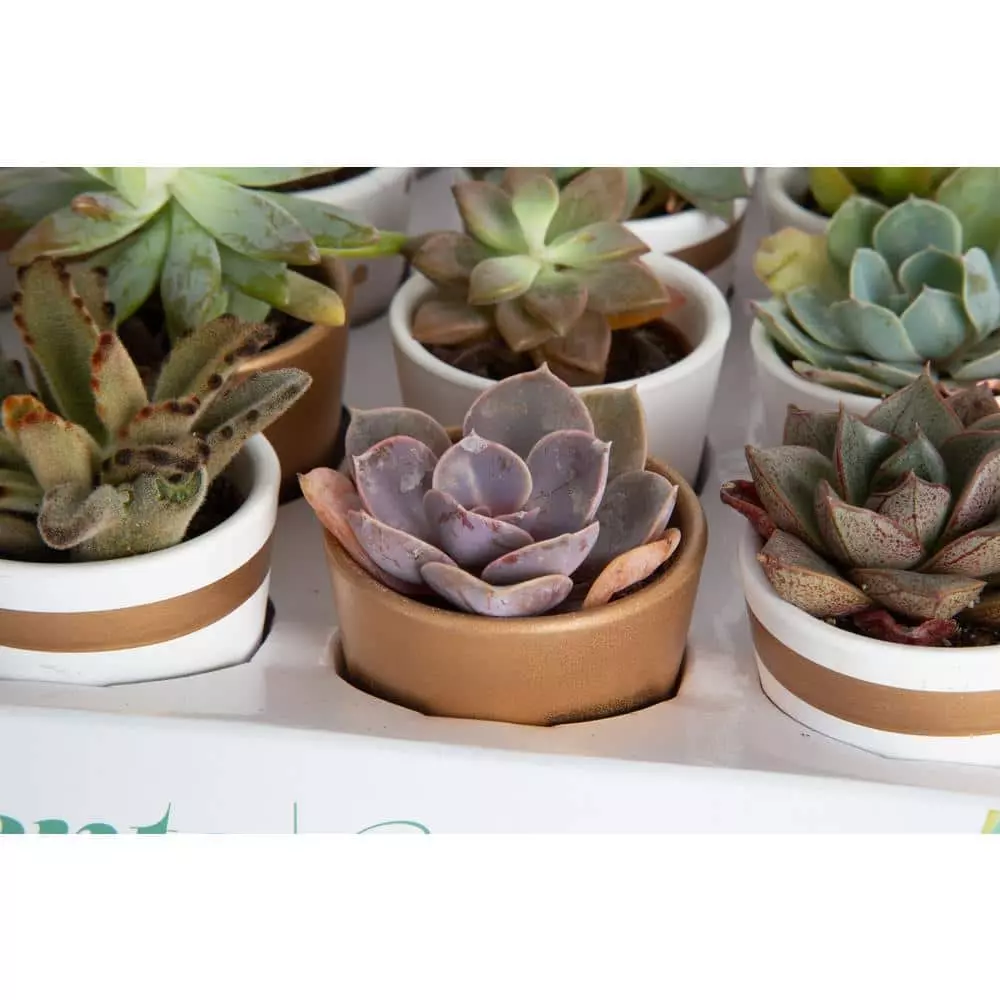 Best reviews of 💯 Costa Farms 2 in. Mini Succulents Plants in Ceramic and Tray (24-Pack) 🤩 9 Best reviews of 💯 Costa Farms 2 in. Mini Succulents Plants in Ceramic and Tray (24-Pack) 🤩 - Image 7