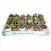Best reviews of 💯 Costa Farms 2 in. Mini Succulents Plants in Ceramic and Tray (24-Pack) 🤩 -Pavestone || Costa Farms Shop costa farms indoor plants co 2suctray24 64 1000