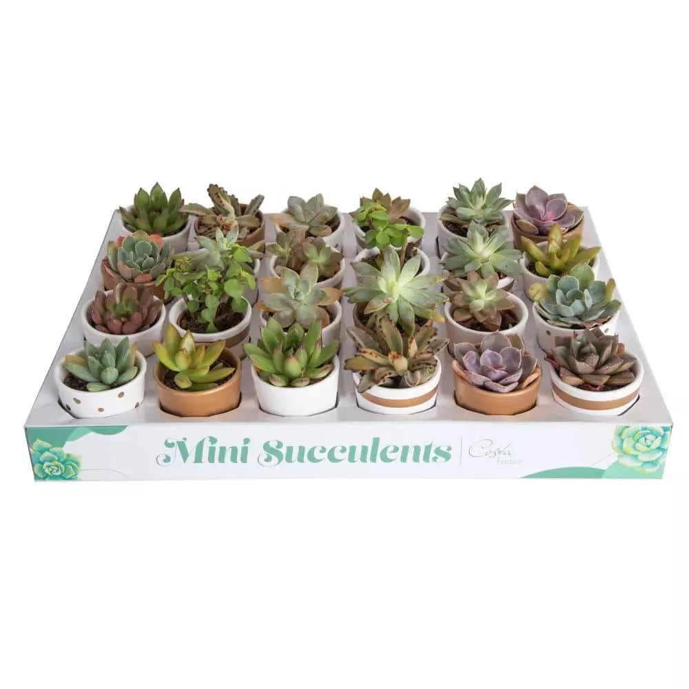 Best reviews of 💯 Costa Farms 2 in. Mini Succulents Plants in Ceramic and Tray (24-Pack) 🤩 3 Best reviews of 💯 Costa Farms 2 in. Mini Succulents Plants in Ceramic and Tray (24-Pack) 🤩