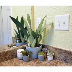 Best reviews of 💯 Costa Farms 2 in. Mini Succulents Plants in Ceramic and Tray (24-Pack) 🤩 14 Best reviews of 💯 Costa Farms 2 in. Mini Succulents Plants in Ceramic and Tray (24-Pack) 🤩 -Pavestone || Costa Farms Shop costa farms indoor plants co 2suctray24 66 1000