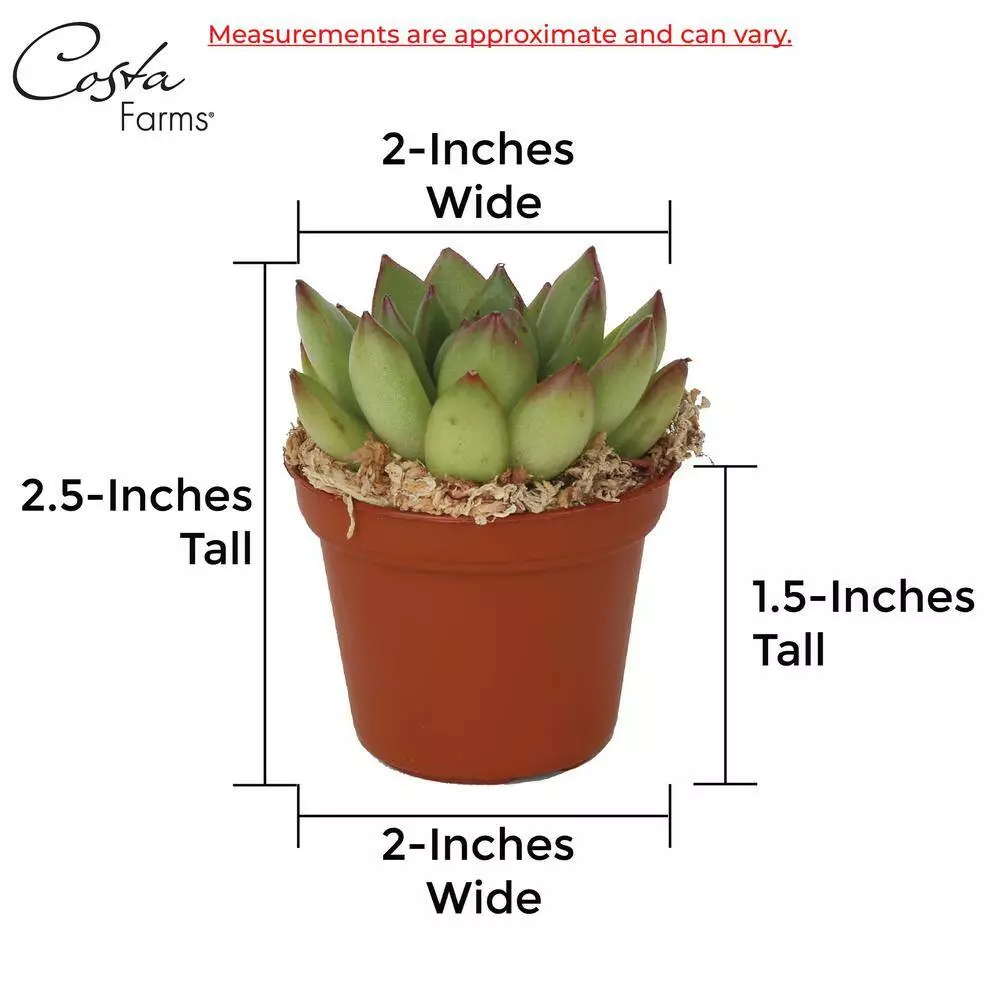 Best reviews of 💯 Costa Farms 2 in. Mini Succulents Plants in Ceramic and Tray (24-Pack) 🤩 11 Best reviews of 💯 Costa Farms 2 in. Mini Succulents Plants in Ceramic and Tray (24-Pack) 🤩 - Image 9