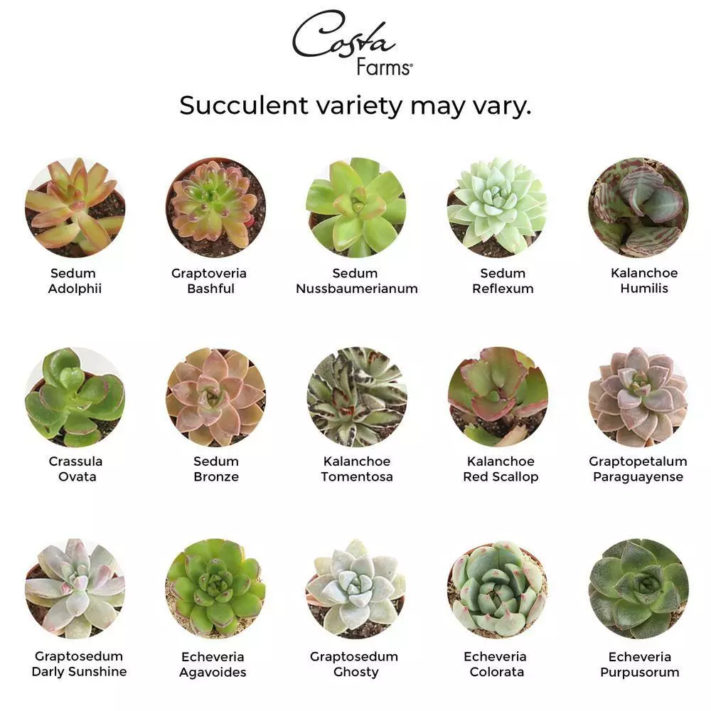 Best reviews of 💯 Costa Farms 2 in. Mini Succulents Plants in Ceramic and Tray (24-Pack) 🤩 4 Best reviews of 💯 Costa Farms 2 in. Mini Succulents Plants in Ceramic and Tray (24-Pack) 🤩 - Image 2