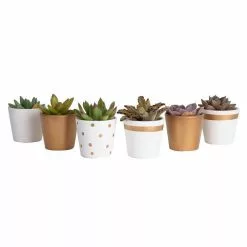Best reviews of 💯 Costa Farms 2 in. Mini Succulents Plants in Ceramic and Tray (24-Pack) 🤩 19 Best reviews of 💯 Costa Farms 2 in. Mini Succulents Plants in Ceramic and Tray (24-Pack) 🤩 -Pavestone || Costa Farms Shop costa farms indoor plants co 2suctray24 fa 1000