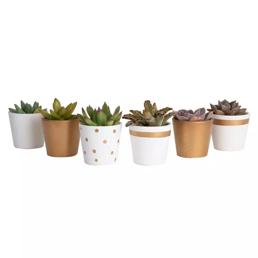 Best reviews of 💯 Costa Farms 2 in. Mini Succulents Plants in Ceramic and Tray (24-Pack) 🤩 10 Best reviews of 💯 Costa Farms 2 in. Mini Succulents Plants in Ceramic and Tray (24-Pack) 🤩 - Image 8
