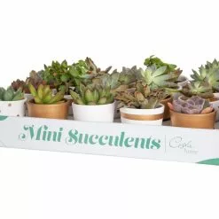 New 😀 Costa Farms 2 in. Mini Succulents Plants in Ceramic and Tray (48-Pack) 🧨 -Pavestone || Costa Farms Shop costa farms indoor plants co 2suctray48 1f 1000