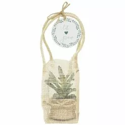 New 😀 Costa Farms 2 in. Mini Succulents Plants in Ceramic and Tray (48-Pack) 🧨 -Pavestone || Costa Farms Shop costa farms indoor plants co 2suctray48 31 1000