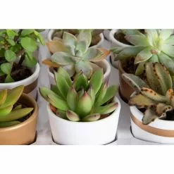 New 😀 Costa Farms 2 in. Mini Succulents Plants in Ceramic and Tray (48-Pack) 🧨 -Pavestone || Costa Farms Shop costa farms indoor plants co 2suctray48 44 1000