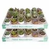 New ๐ Costa Farms 2 in. Mini Succulents Plants in Ceramic and Tray (48-Pack) ๐งจ 1 New ๐ Costa Farms 2 in. Mini Succulents Plants in Ceramic and Tray (48-Pack) ๐งจ -Pavestone || Costa Farms Shop costa farms indoor plants co 2suctray48 64 1000
