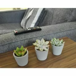 New 😀 Costa Farms 2 in. Mini Succulents Plants in Ceramic and Tray (48-Pack) 🧨 -Pavestone || Costa Farms Shop costa farms indoor plants co 2suctray48 c3 1000