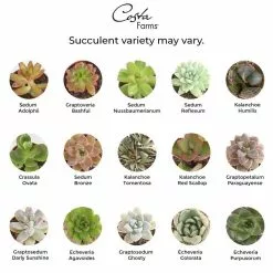 New 😀 Costa Farms 2 in. Mini Succulents Plants in Ceramic and Tray (48-Pack) 🧨 -Pavestone || Costa Farms Shop costa farms indoor plants co 2suctray48 e1 1000