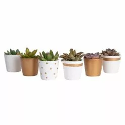 New 😀 Costa Farms 2 in. Mini Succulents Plants in Ceramic and Tray (48-Pack) 🧨 -Pavestone || Costa Farms Shop costa farms indoor plants co 2suctray48 fa 1000
