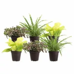 Cheapest 🥰 Costa Farms 4.8 in Exotic Angel Assorted Foliage Plants (6-Pack) (Grower's Choice Assorted) 🧨