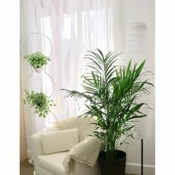 Best Pirce ๐ Costa Farms Cateracterum Palm (Cat Palm) in 9.25 in. White Paradise Planter ๐ 14 Best Pirce ๐ Costa Farms Cateracterum Palm (Cat Palm) in 9.25 in. White Paradise Planter ๐ -Pavestone || Costa Farms Shop costa farms indoor plants co 3 ct10 parwt 1f 1000