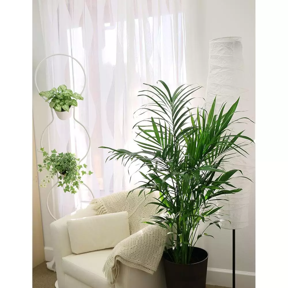 Best Pirce ๐ Costa Farms Cateracterum Palm (Cat Palm) in 9.25 in. White Paradise Planter ๐ 7 Best Pirce ๐ Costa Farms Cateracterum Palm (Cat Palm) in 9.25 in. White Paradise Planter ๐ - Image 5