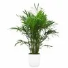 Best Pirce 👏 Costa Farms Cateracterum Palm (Cat Palm) in 9.25 in. White Paradise Planter 🎁 2 Best Pirce 👏 Costa Farms Cateracterum Palm (Cat Palm) in 9.25 in. White Paradise Planter 🎁 -Pavestone || Costa Farms Shop costa farms indoor plants co 3 ct10 parwt 64 1000