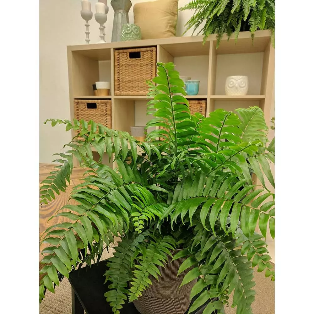 Flash Sale โ๏ธ Costa Farms Macho Fern in 9.25 in. White Paradise Planter ๐คฉ 5 Flash Sale โ๏ธ Costa Farms Macho Fern in 9.25 in. White Paradise Planter ๐คฉ - Image 3