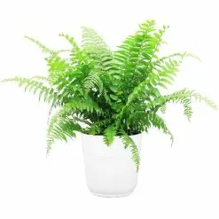 Flash Sale ✔️ Costa Farms Macho Fern in 9.25 in. White Paradise Planter 🤩
