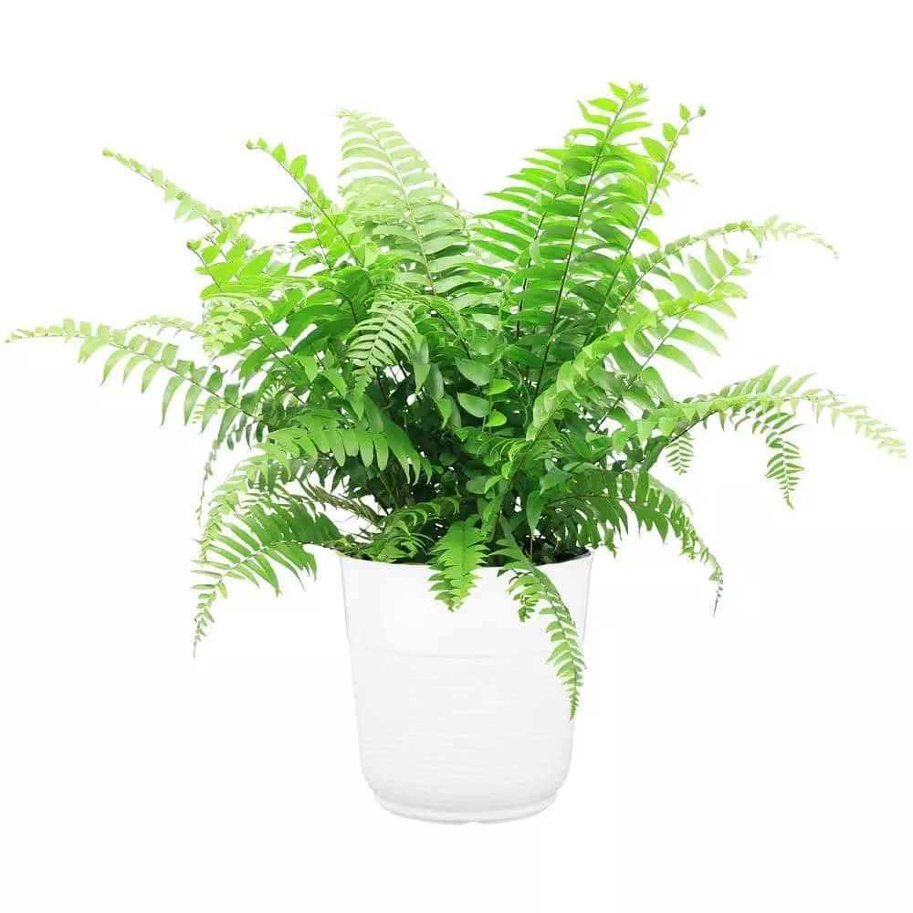 Flash Sale โ๏ธ Costa Farms Macho Fern in 9.25 in. White Paradise Planter ๐คฉ 3 Flash Sale โ๏ธ Costa Farms Macho Fern in 9.25 in. White Paradise Planter ๐คฉ