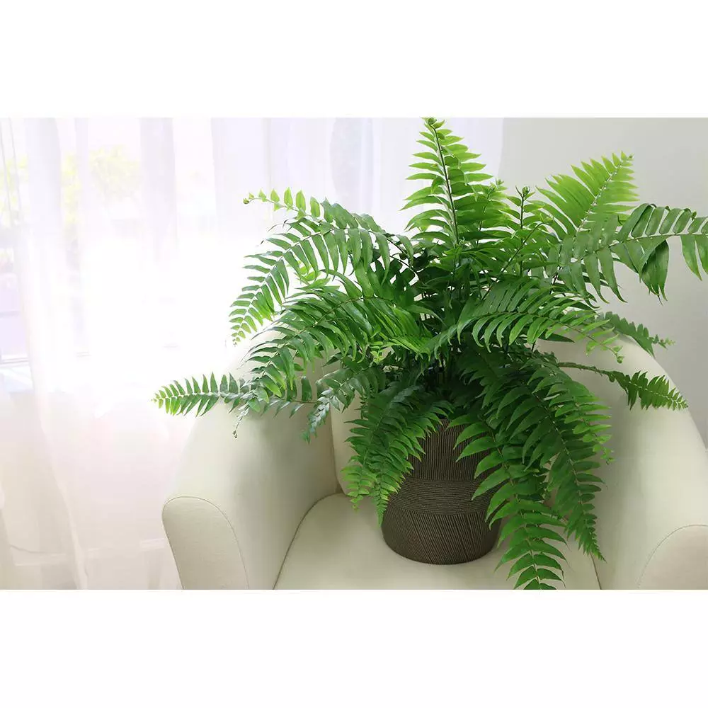 Flash Sale โ๏ธ Costa Farms Macho Fern in 9.25 in. White Paradise Planter ๐คฉ 4 Flash Sale โ๏ธ Costa Farms Macho Fern in 9.25 in. White Paradise Planter ๐คฉ - Image 2