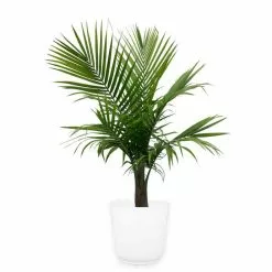 Budget 🎁 Costa Farms 10 in. Majesty Palm in Paradise Planter 😀