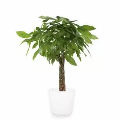 Flash Sale โญ Costa Farms 10 in. Pachira Braid, Money Tree Plant in Paradise Planter โ๏ธ