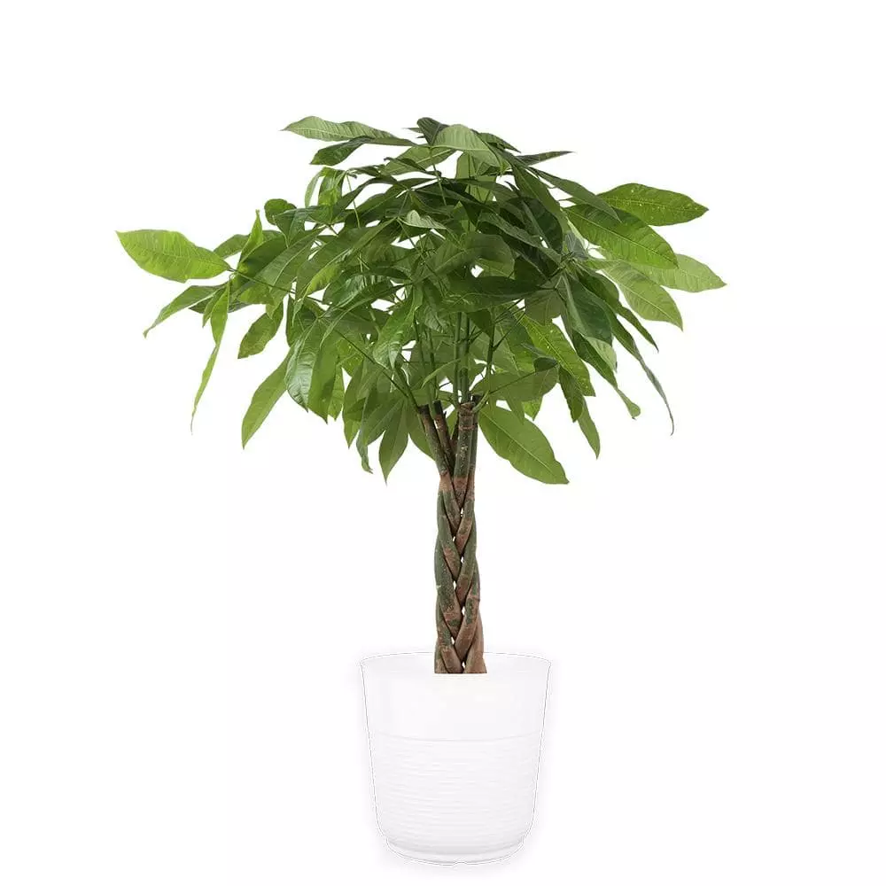 Flash Sale ⭐ Costa Farms 10 in. Pachira Braid, Money Tree Plant in Paradise Planter ✔️ 3 Flash Sale ⭐ Costa Farms 10 in. Pachira Braid, Money Tree Plant in Paradise Planter ✔️