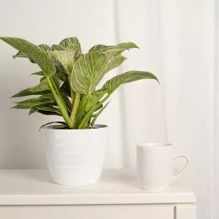Budget ❤️ Costa Farms Trending Tropicals Philodendron Birkin Plant in 6 in. White Ceramic Pot 💯 -Pavestone || Costa Farms Shop costa farms indoor plants co 3 phbir tt 1f 1000