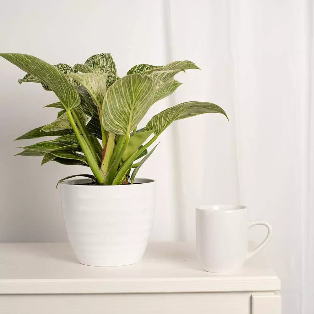 Budget ❤️ Costa Farms Trending Tropicals Philodendron Birkin Plant in 6 in. White Ceramic Pot 💯 6 Budget ❤️ Costa Farms Trending Tropicals Philodendron Birkin Plant in 6 in. White Ceramic Pot 💯 - Image 4