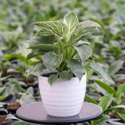 Budget ❤️ Costa Farms Trending Tropicals Philodendron Birkin Plant in 6 in. White Ceramic Pot 💯 8 Budget ❤️ Costa Farms Trending Tropicals Philodendron Birkin Plant in 6 in. White Ceramic Pot 💯 -Pavestone || Costa Farms Shop costa farms indoor plants co 3 phbir tt 4f 1000