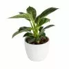 Budget ❤️ Costa Farms Trending Tropicals Philodendron Birkin Plant in 6 in. White Ceramic Pot 💯 -Pavestone || Costa Farms Shop costa farms indoor plants co 3 phbir tt 64 1000