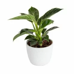 Budget ❤️ Costa Farms Trending Tropicals Philodendron Birkin Plant in 6 in. White Ceramic Pot 💯