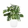 Deals 👏 Costa Farms 10 in. Monstera in Paradise Planter 🌟 -Pavestone || Costa Farms Shop costa farms indoor plants co 3 pm10 parwht 64 1000