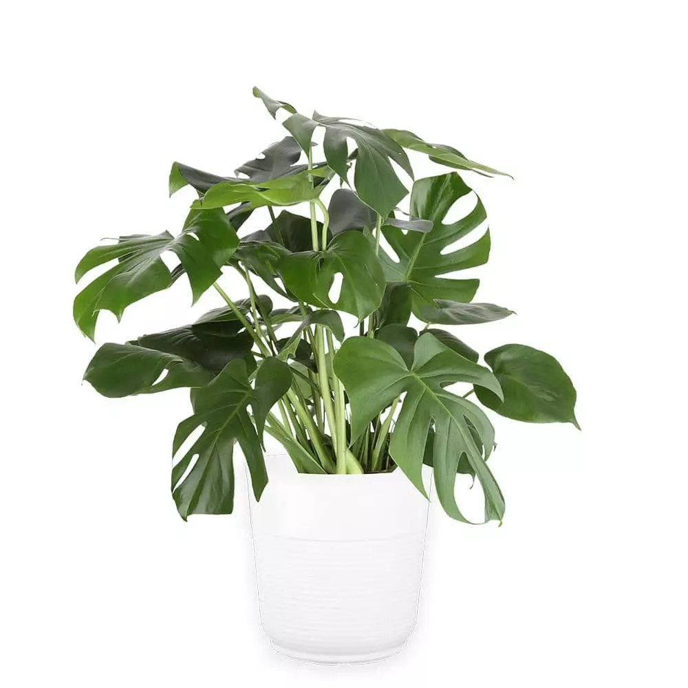 Deals 👏 Costa Farms 10 in. Monstera in Paradise Planter 🌟 3 Deals 👏 Costa Farms 10 in. Monstera in Paradise Planter 🌟