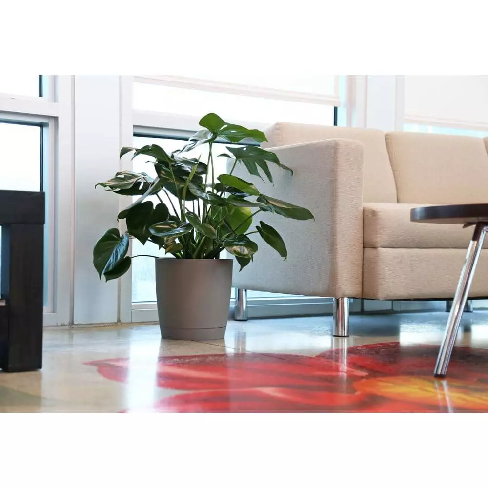 Deals 👏 Costa Farms 10 in. Monstera in Paradise Planter 🌟 4 Deals 👏 Costa Farms 10 in. Monstera in Paradise Planter 🌟 - Image 2