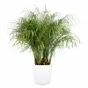 New 😉 Costa Farms 10 in. Roebellini, Pygmy Date Palm Plant in White Paradise Planter ❤️ -Pavestone || Costa Farms Shop costa farms indoor plants co 3 pxr parwt 64 1000