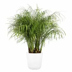 New 😉 Costa Farms 10 in. Roebellini, Pygmy Date Palm Plant in White Paradise Planter ❤️