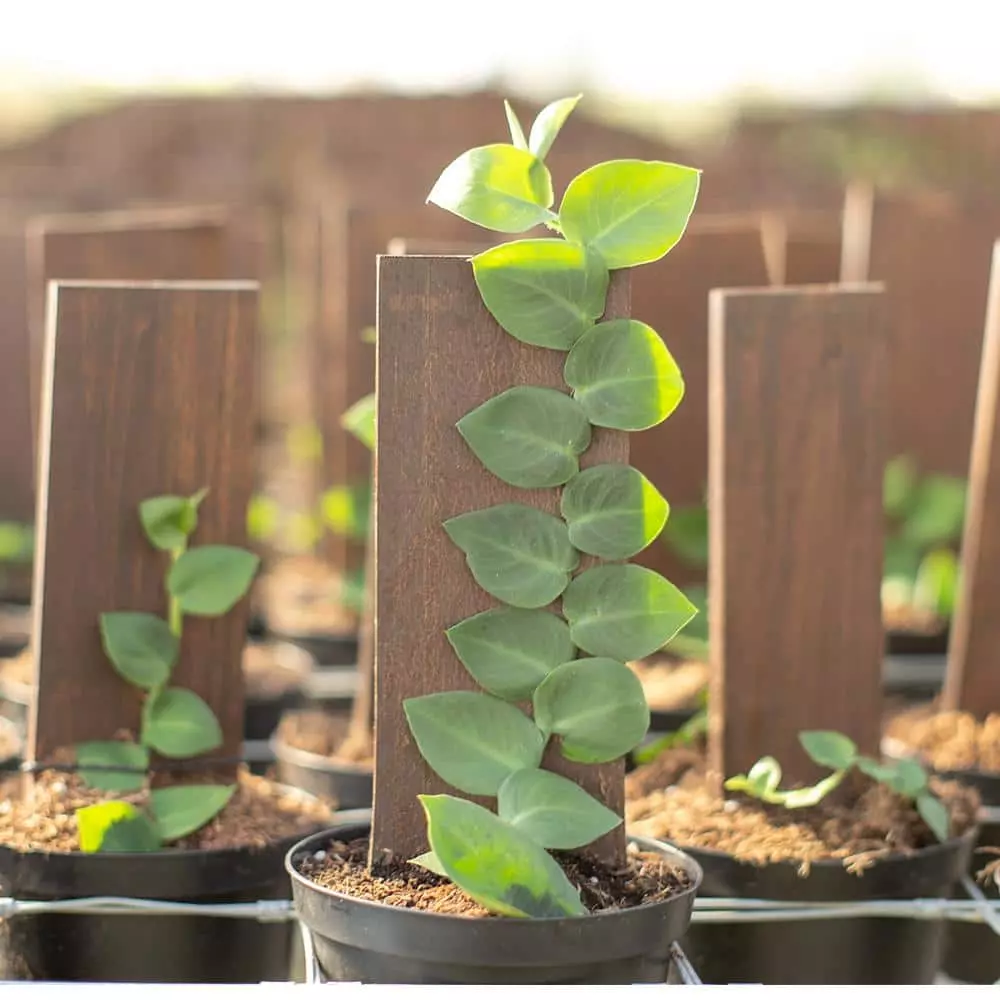 Brand new โ Costa Farms Trending Tropicals 6 in. Shingle Plant Rhaphidophora hayi Plant in White Pot ๐ 6 Brand new โ Costa Farms Trending Tropicals 6 in. Shingle Plant Rhaphidophora hayi Plant in White Pot ๐ - Image 4