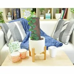 Brand new โ Costa Farms Trending Tropicals 6 in. Shingle Plant Rhaphidophora hayi Plant in White Pot ๐ 11 Brand new โ Costa Farms Trending Tropicals 6 in. Shingle Plant Rhaphidophora hayi Plant in White Pot ๐ -Pavestone || Costa Farms Shop costa farms indoor plants co 3 shin tt 44 1000