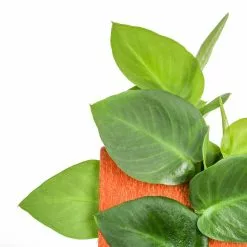 Brand new โ Costa Farms Trending Tropicals 6 in. Shingle Plant Rhaphidophora hayi Plant in White Pot ๐ 9 Brand new โ Costa Farms Trending Tropicals 6 in. Shingle Plant Rhaphidophora hayi Plant in White Pot ๐ -Pavestone || Costa Farms Shop costa farms indoor plants co 3 shin tt 4f 1000