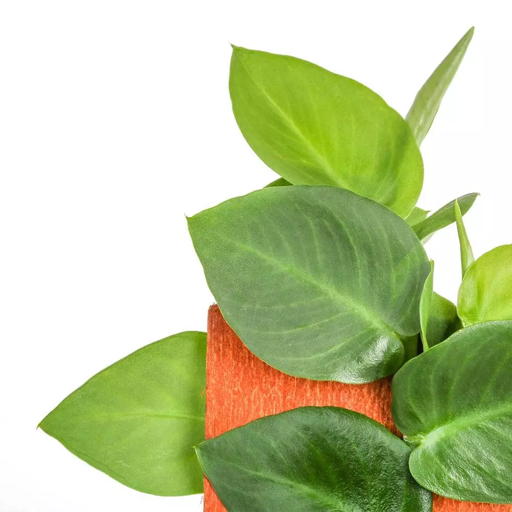 Brand new โ Costa Farms Trending Tropicals 6 in. Shingle Plant Rhaphidophora hayi Plant in White Pot ๐ 5 Brand new โ Costa Farms Trending Tropicals 6 in. Shingle Plant Rhaphidophora hayi Plant in White Pot ๐ - Image 3