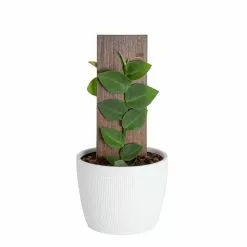 Brand new ⌛ Costa Farms Trending Tropicals 6 in. Shingle Plant Rhaphidophora hayi Plant in White Pot 🛒