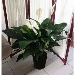 Deals 😀 Costa Farms Spathiphyllum Plant in 9.25 in. White Paradise Planter 👍 -Pavestone || Costa Farms Shop costa farms indoor plants co 3 st10 parwt 1f 1000