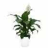 Deals ๐ Costa Farms Spathiphyllum Plant in 9.25 in. White Paradise Planter ๐ 1 Deals ๐ Costa Farms Spathiphyllum Plant in 9.25 in. White Paradise Planter ๐ -Pavestone || Costa Farms Shop costa farms indoor plants co 3 st10 parwt 64 1000