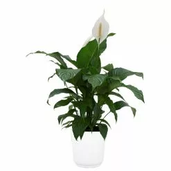 Deals 😀 Costa Farms Spathiphyllum Plant in 9.25 in. White Paradise Planter 👍